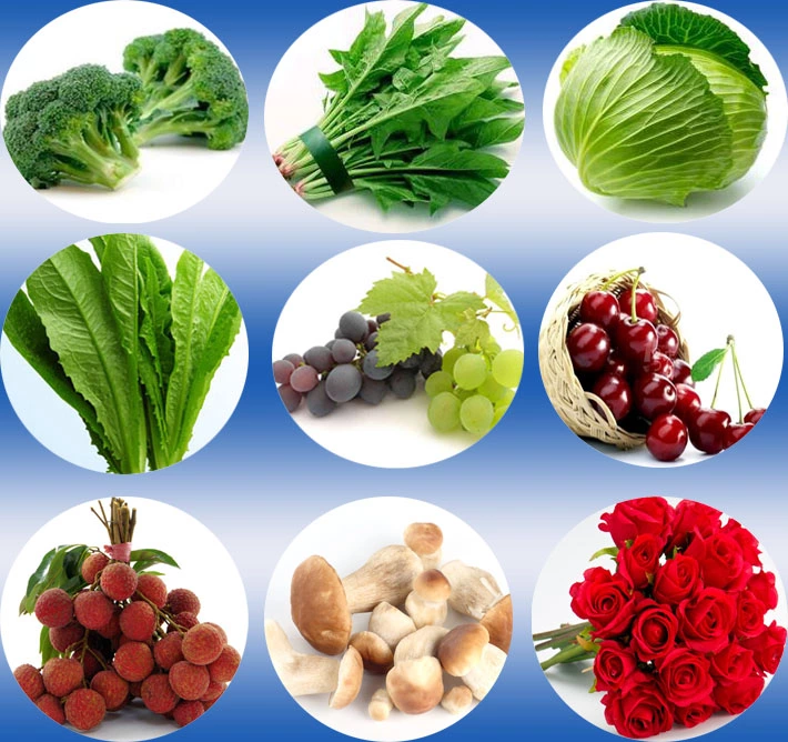 専門の供給の季節的な新鮮な野菜の真空のクーラー 1